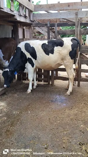 Holstein Heifer Cows