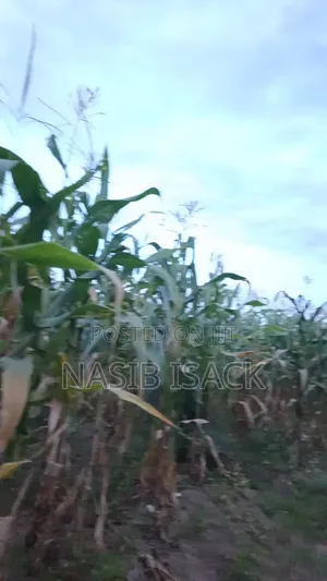 Plot for Sale