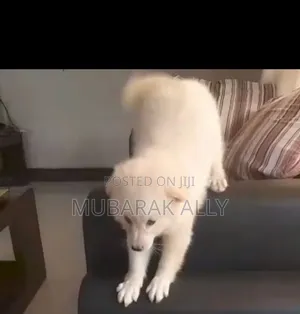 6-12 months Female Purebred Japanese Spitz