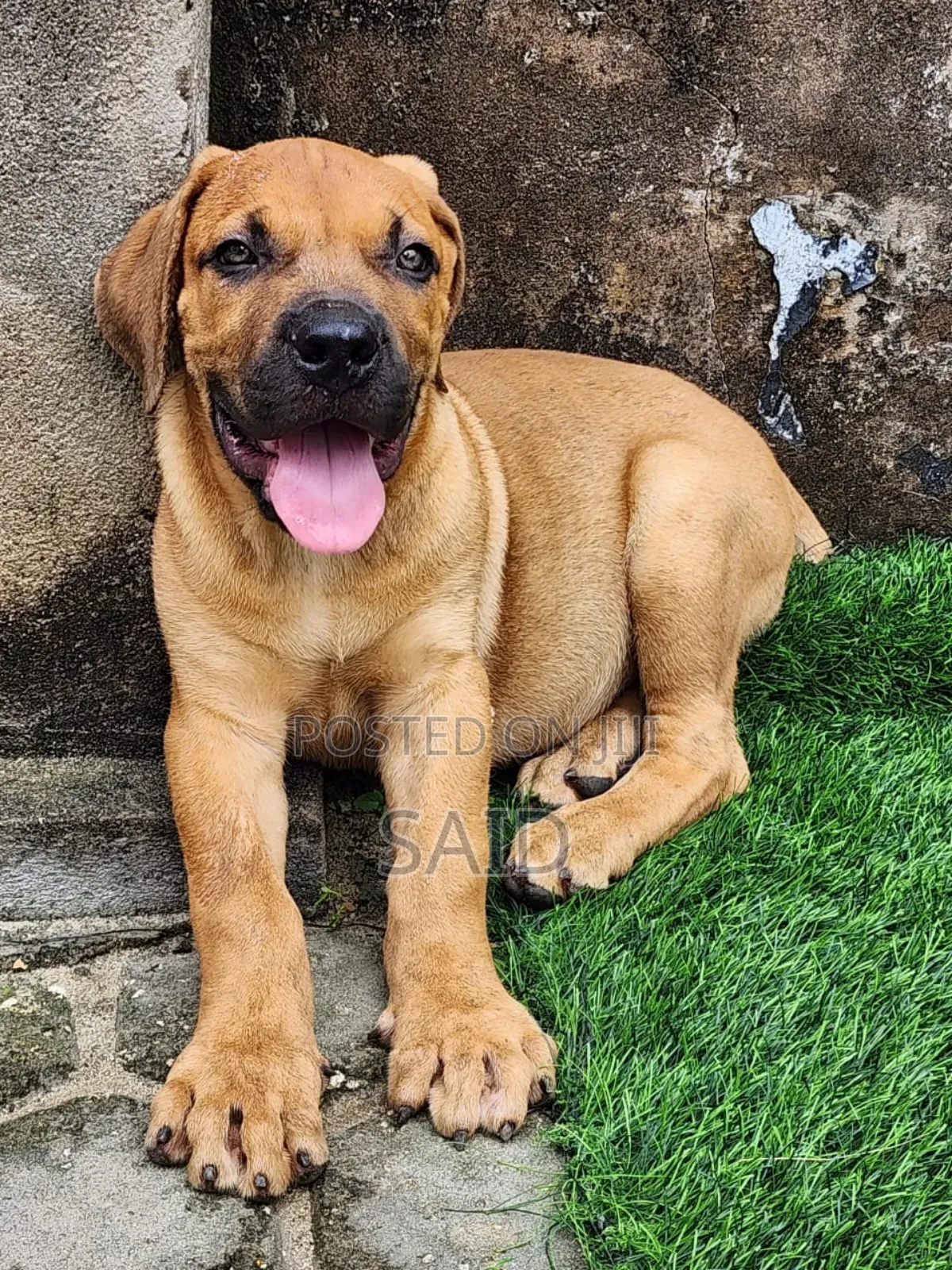 1-3 months Male Purebred Boerboel