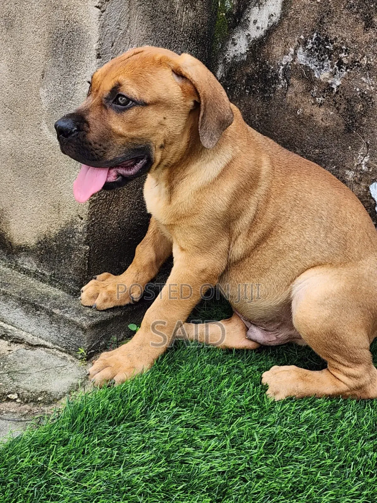 1-3 months Male Purebred Boerboel