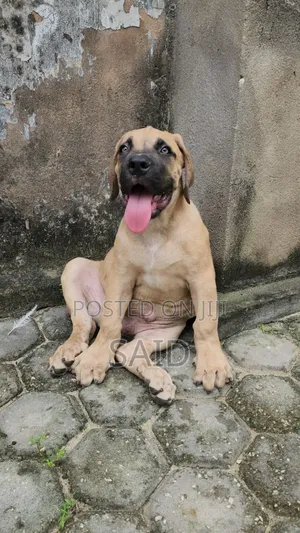 1-3 months Male Purebred Boerboel