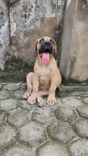 1-3 months Male Purebred Boerboel
