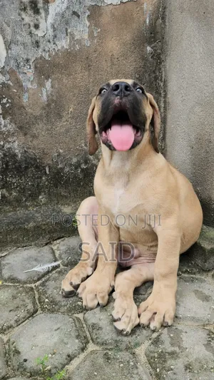 1-3 months Male Purebred Boerboel