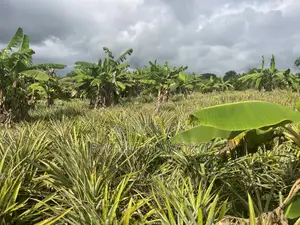 Shamba Linauzwa Kiwangwa Bagamoyo Hekari 5