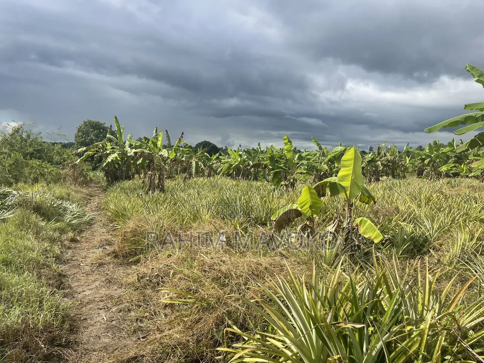 Shamba Linauzwa Kiwangwa Bagamoyo Hekari 5