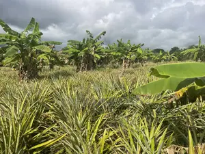 Shamba Linauzwa Kiwangwa Bagamoyo Hekari 5