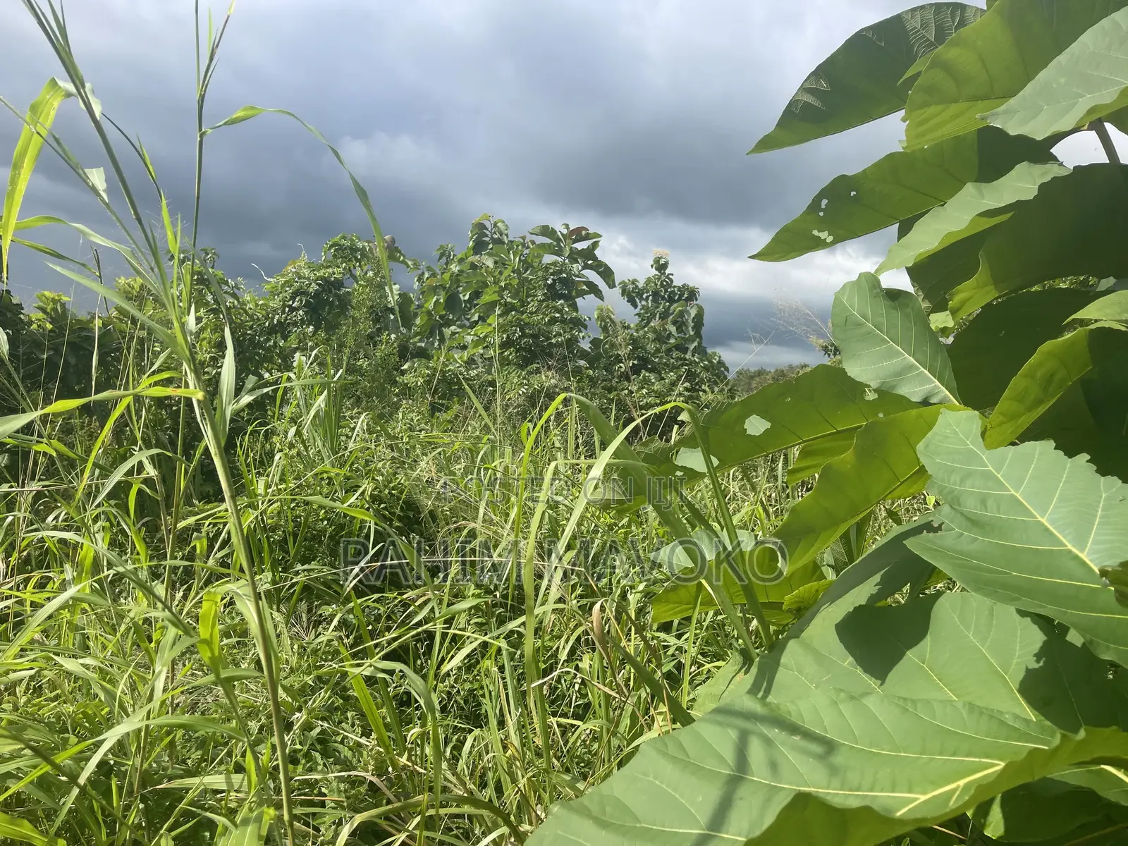 Shamba Linauzwa Kiwangwa Bagamoyo Hekari 5