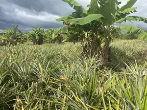 Shamba Linauzwa Kiwangwa Bagamoyo Hekari 5