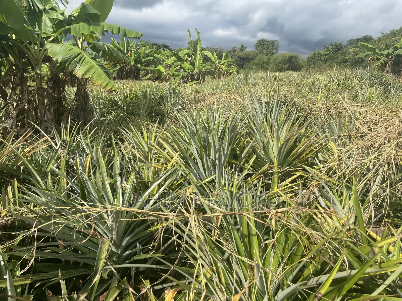 Shamba Linauzwa Kiwangwa Bagamoyo Hekari 5