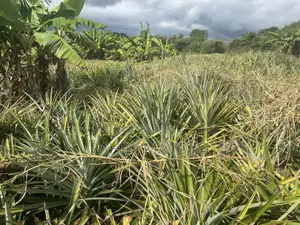 Shamba Linauzwa Kiwangwa Bagamoyo Hekari 5