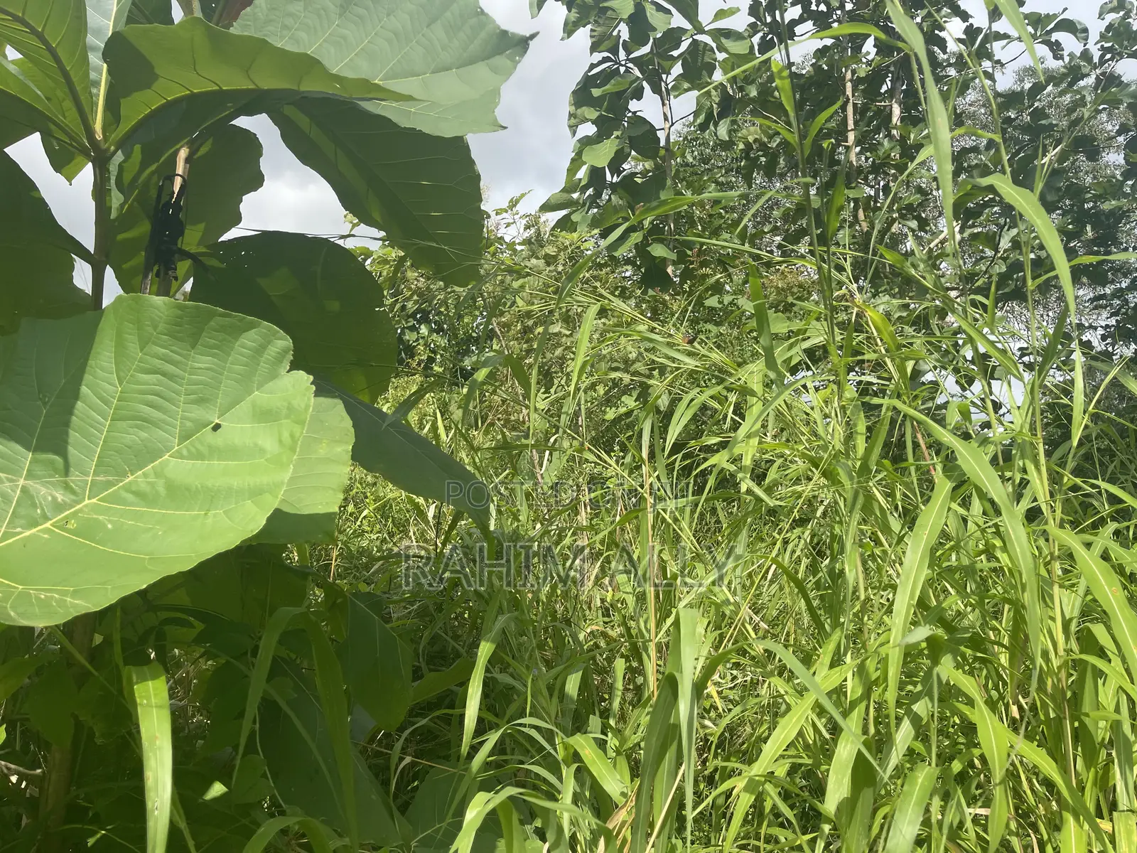 Shamba Linauzwa Kiwangwa Bagamoyo Hekari 5
