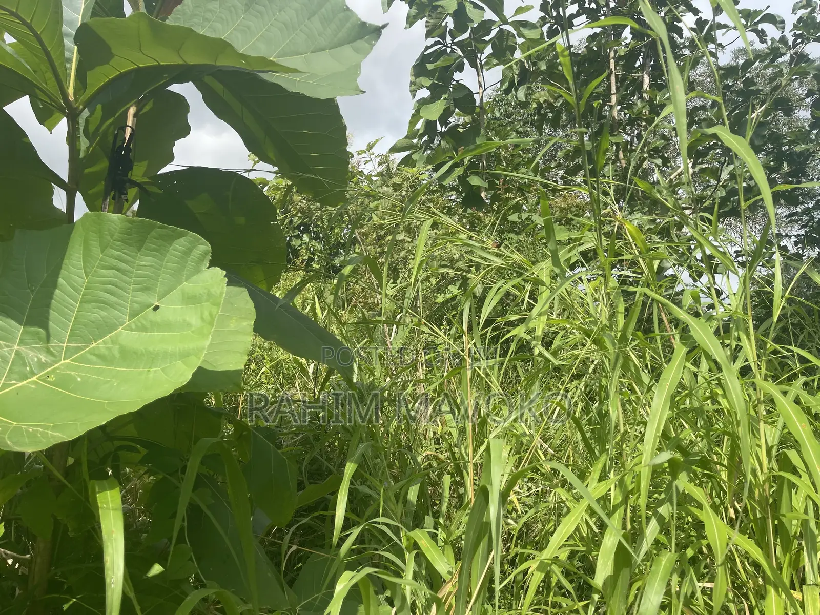 Shamba Linauzwa Kiwangwa Bagamoyo Hekari 5