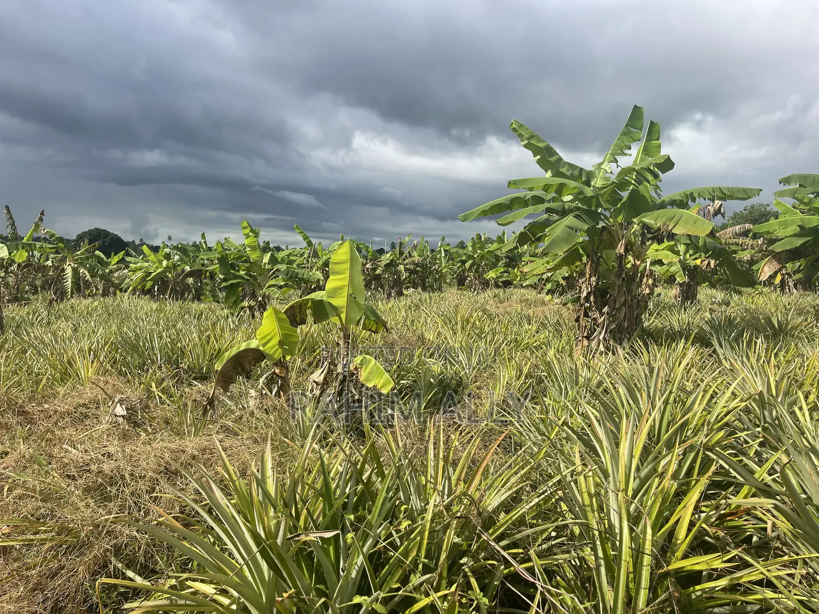 Shamba Linauzwa Kiwangwa Bagamoyo Hekari 5