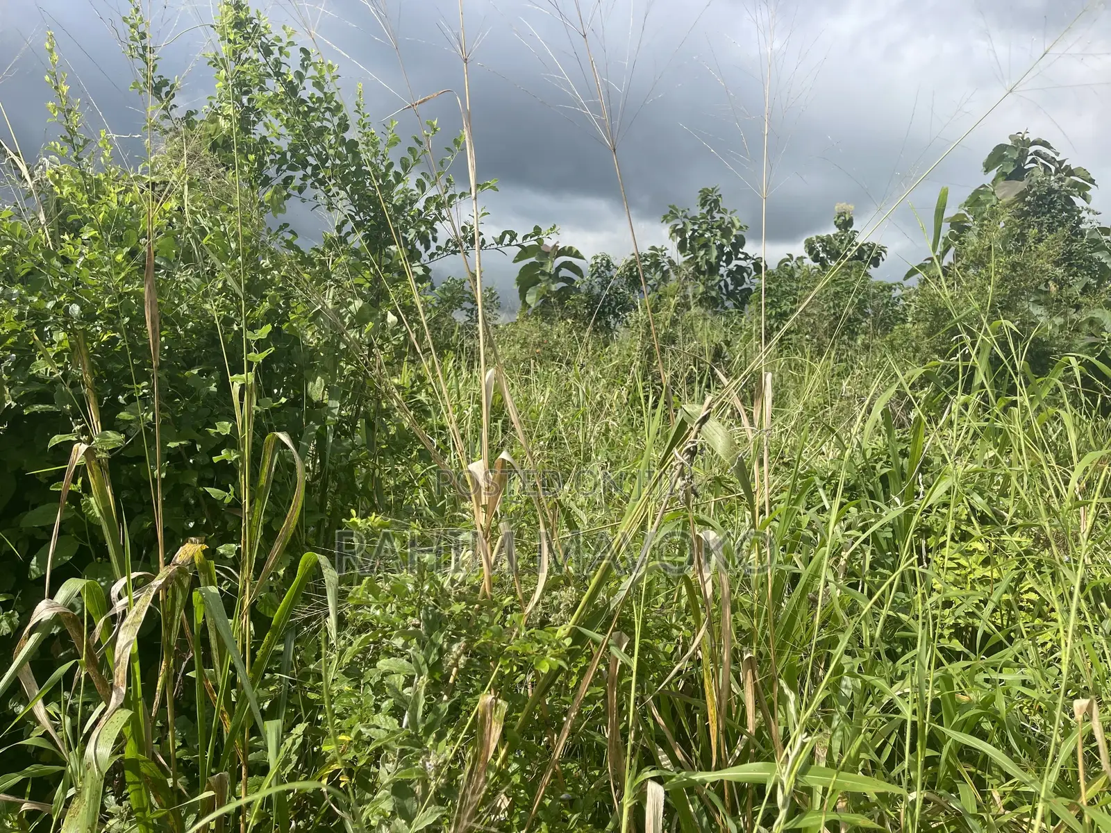 Shamba Linauzwa Kiwangwa Bagamoyo Hekari 5