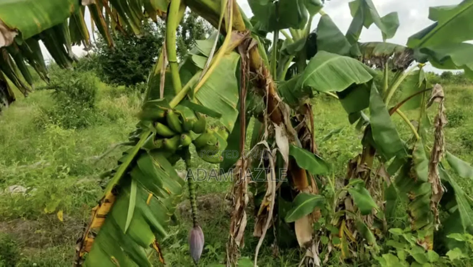 Mabanda Ya Ufugaji Wa Kuku Na Ekari 2 Yanauzwa Bagamoyo Makurunge