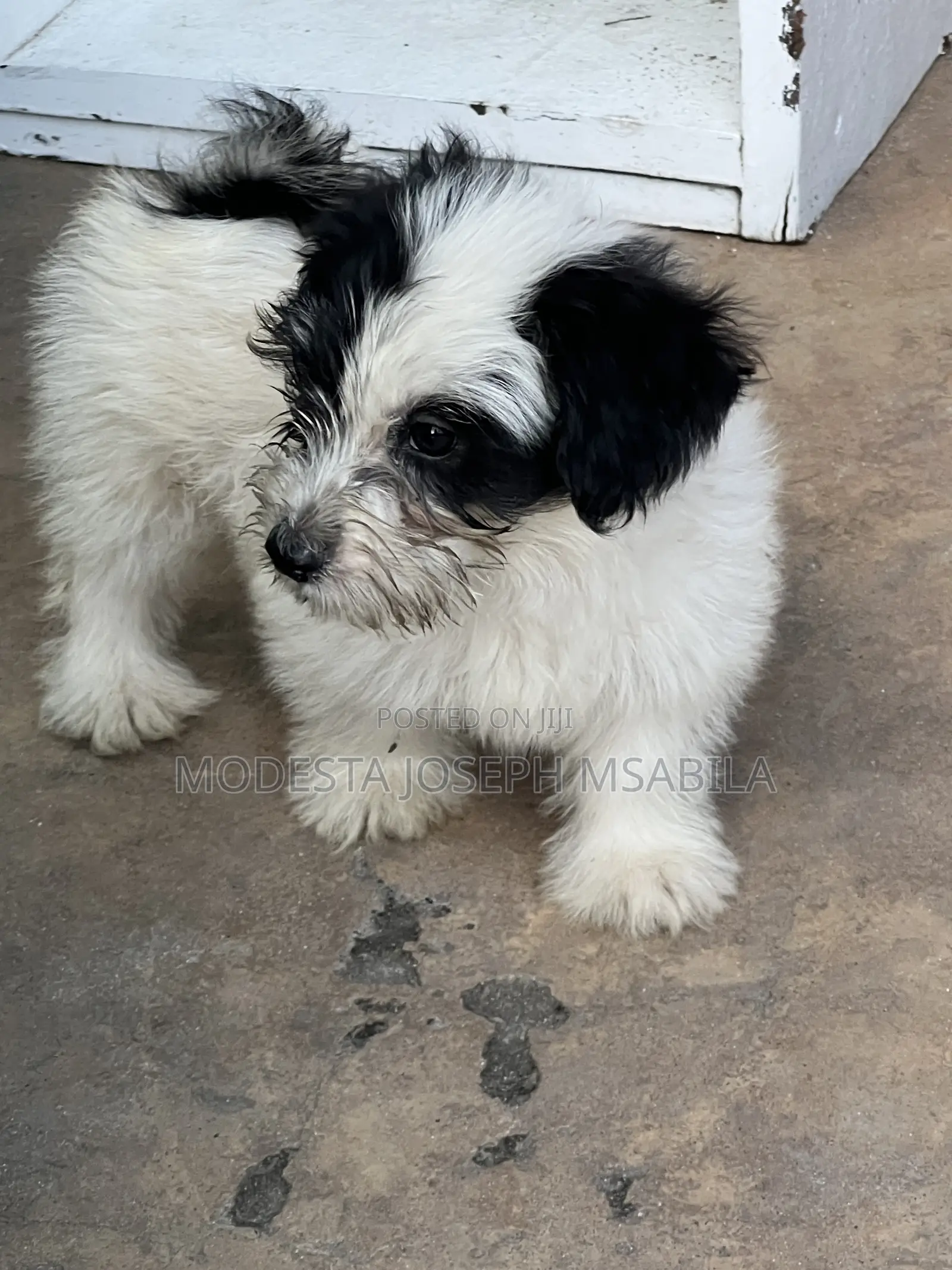 1-3 months Male Purebred Maltese