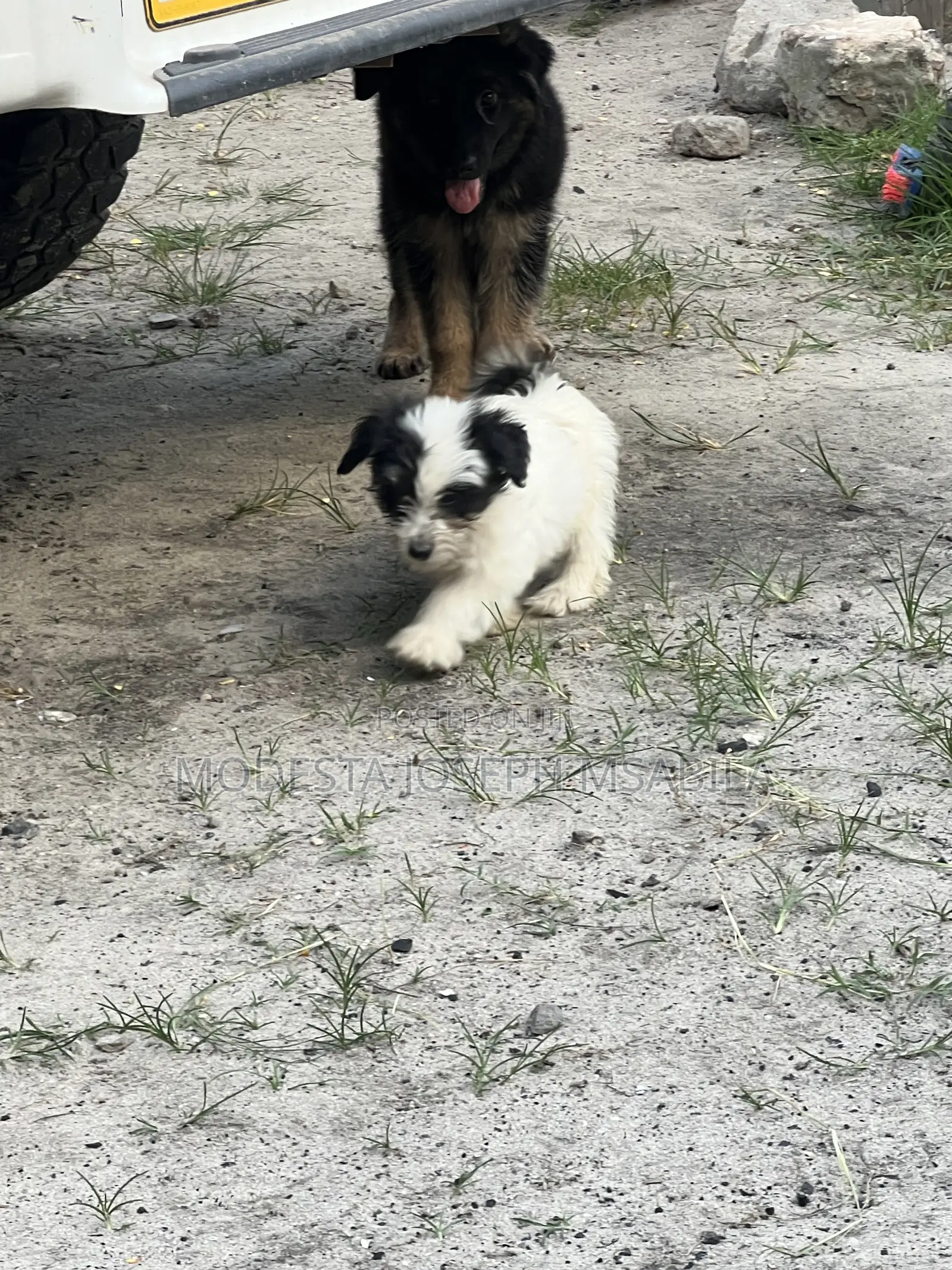1-3 months Male Purebred Maltese