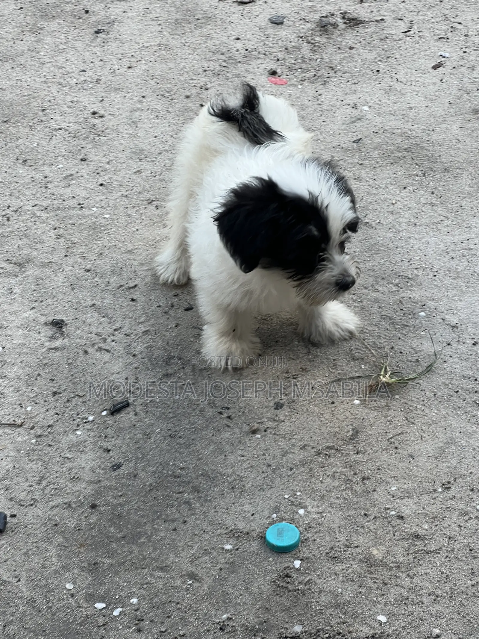 1-3 months Male Purebred Maltese