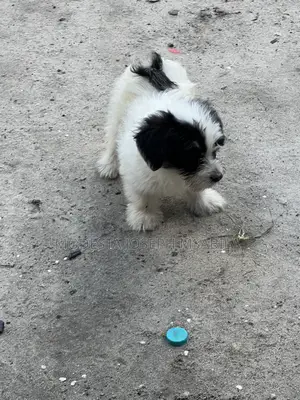 1-3 months Male Purebred Maltese