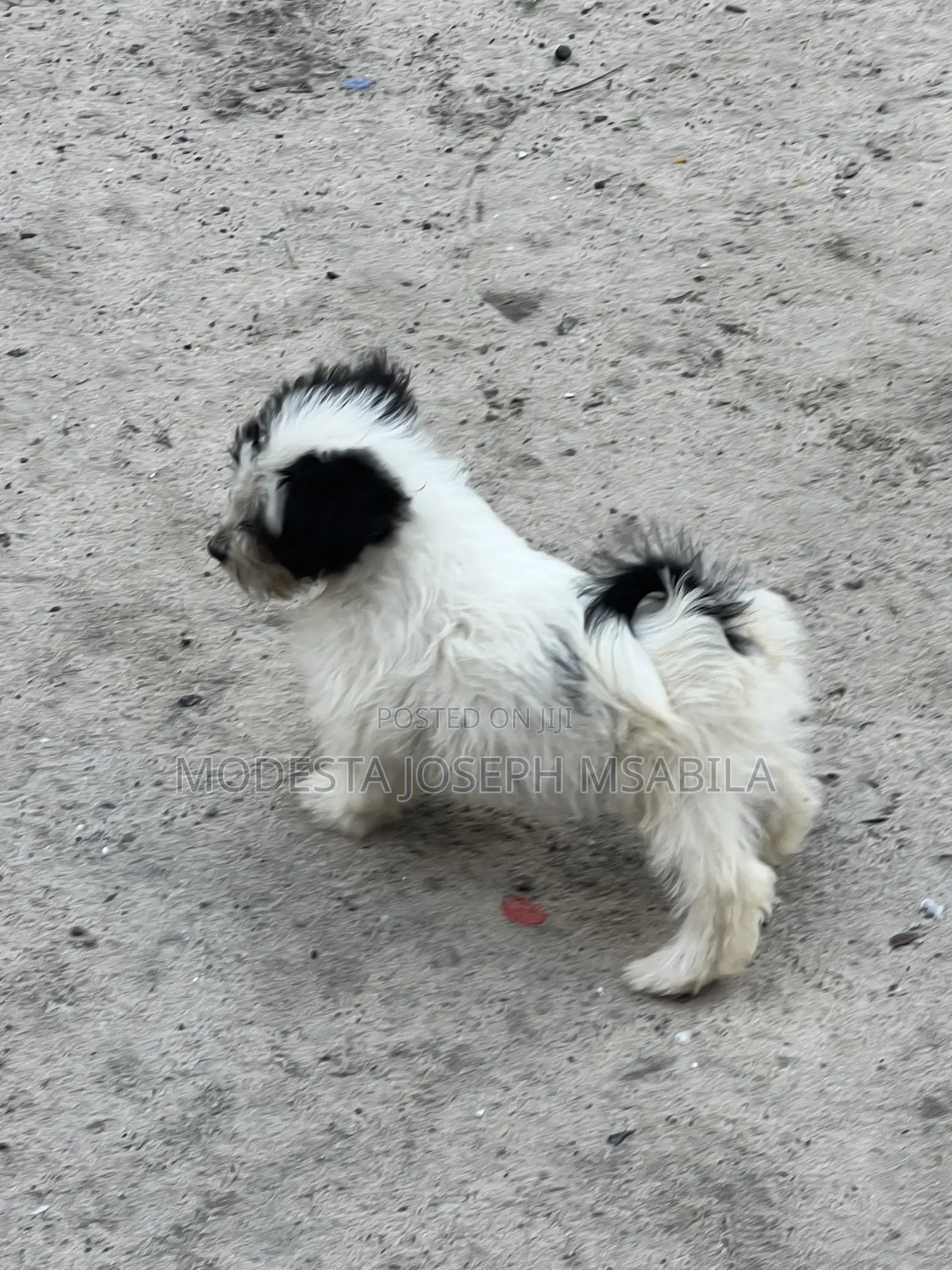 1-3 months Male Purebred Maltese