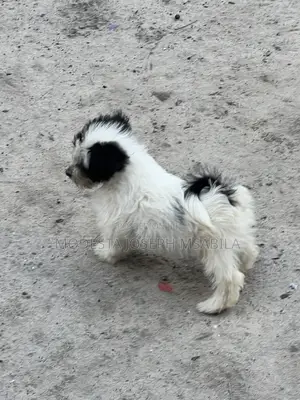 1-3 months Male Purebred Maltese