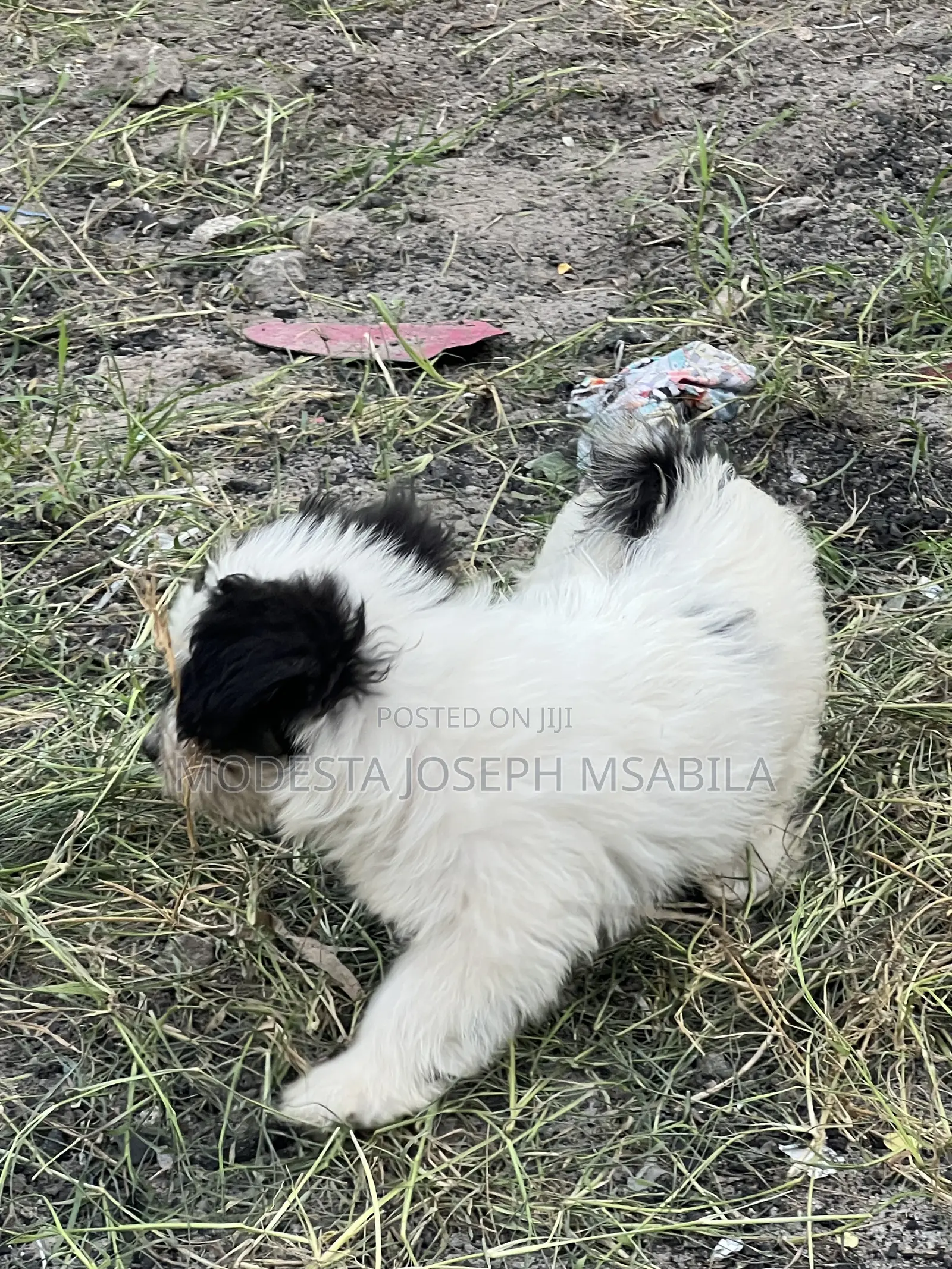 1-3 months Male Purebred Maltese