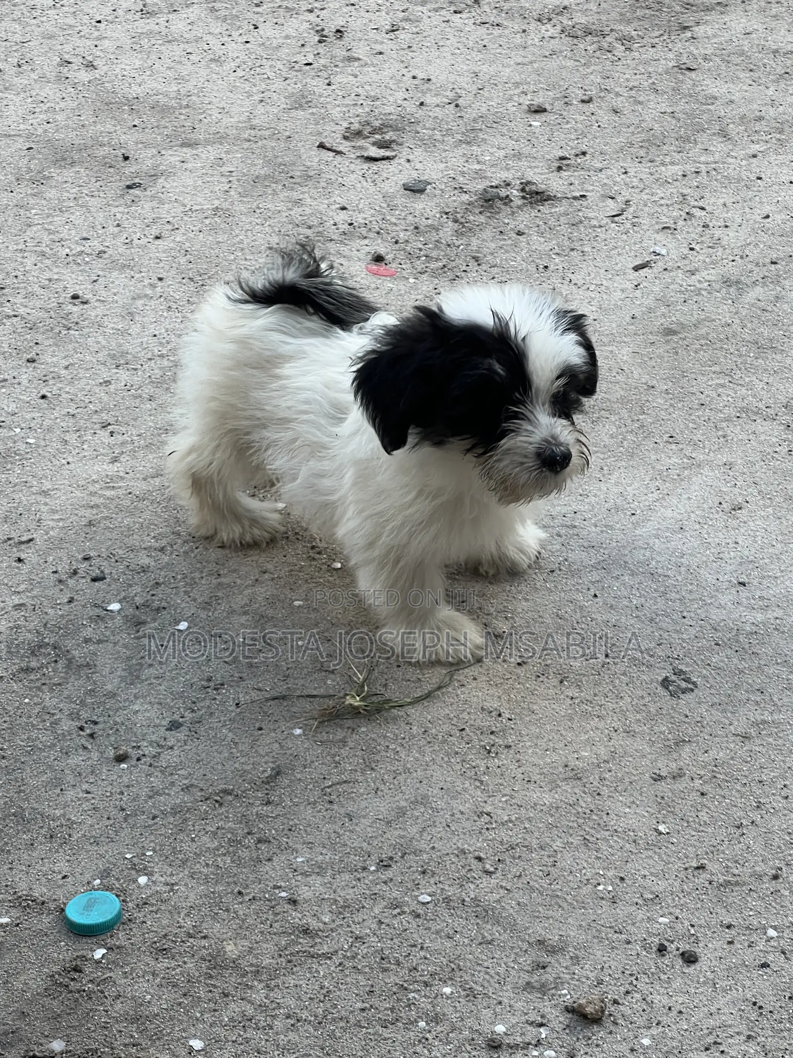 1-3 months Male Purebred Maltese