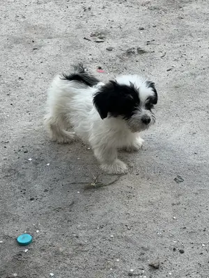 1-3 months Male Purebred Maltese