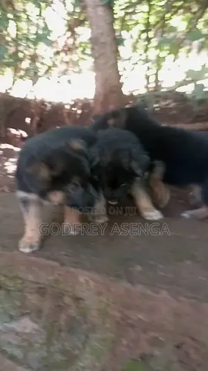 1-3 months Male Purebred German Shepherd