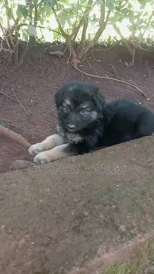 1-3 months Male Purebred German Shepherd