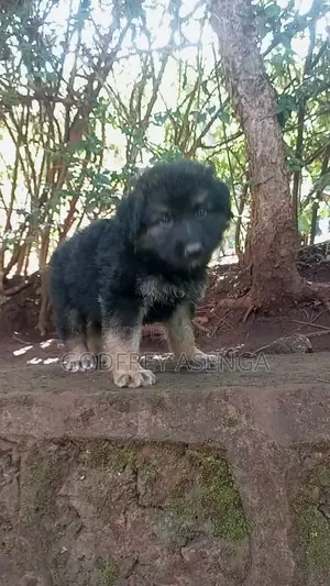 1-3 months Male Purebred German Shepherd