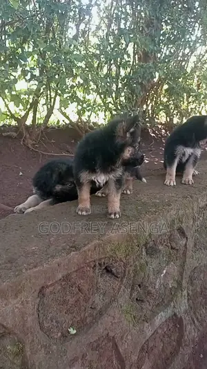 1-3 months Male Purebred German Shepherd