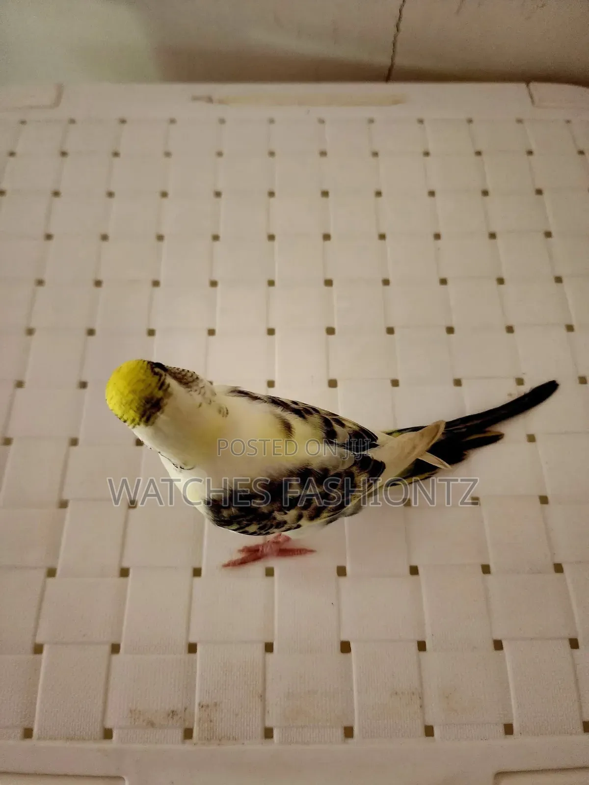 Australian Budgies