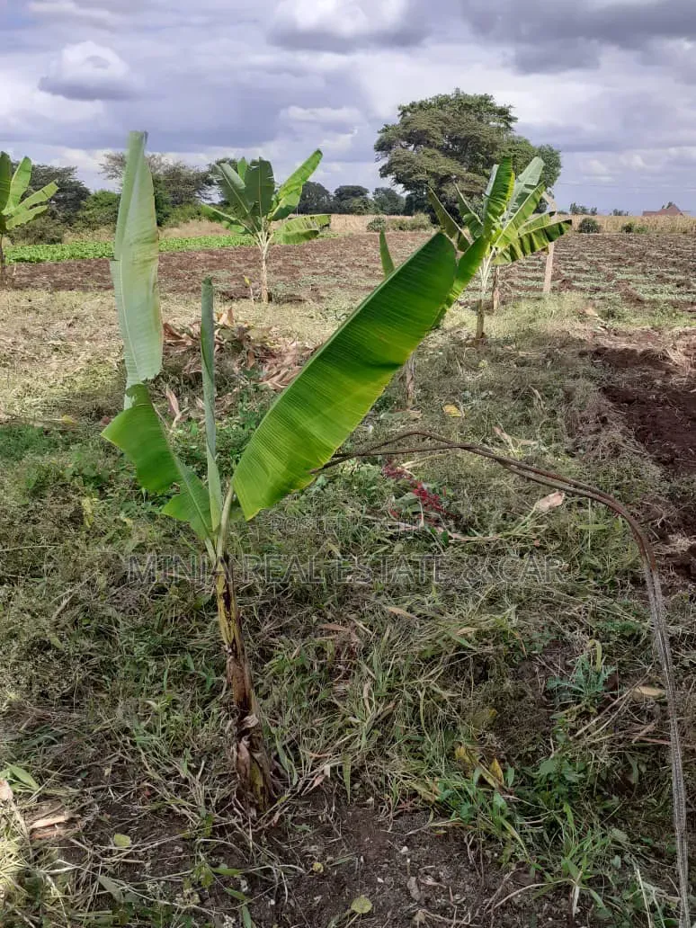 Cheap Plot for Sale Along Nduruma Road Arusha