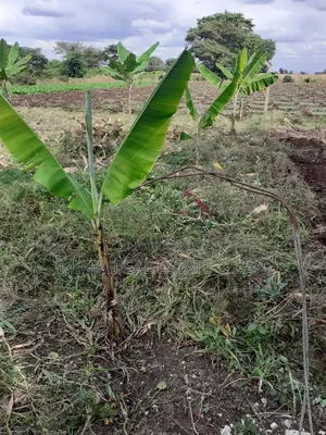 Cheap Plot for Sale Along Nduruma Road Arusha