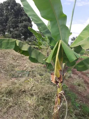 Cheap Plot for Sale Along Nduruma Road Arusha