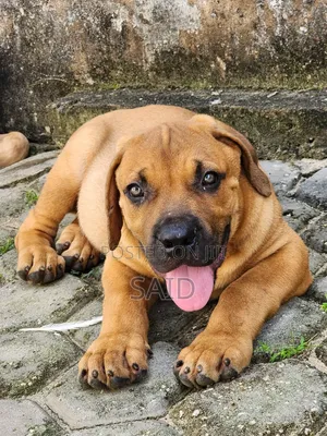 1-3 months Male Purebred Boerboel