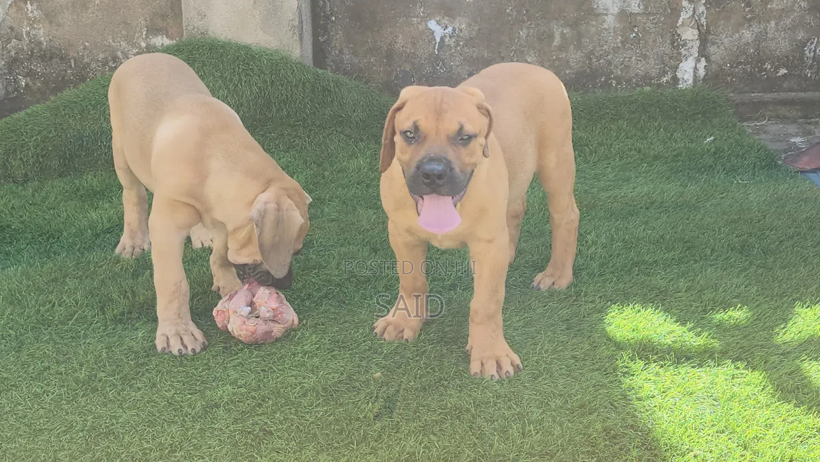 1-3 months Male Purebred Boerboel