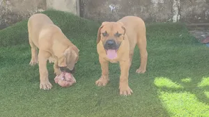1-3 months Male Purebred Boerboel