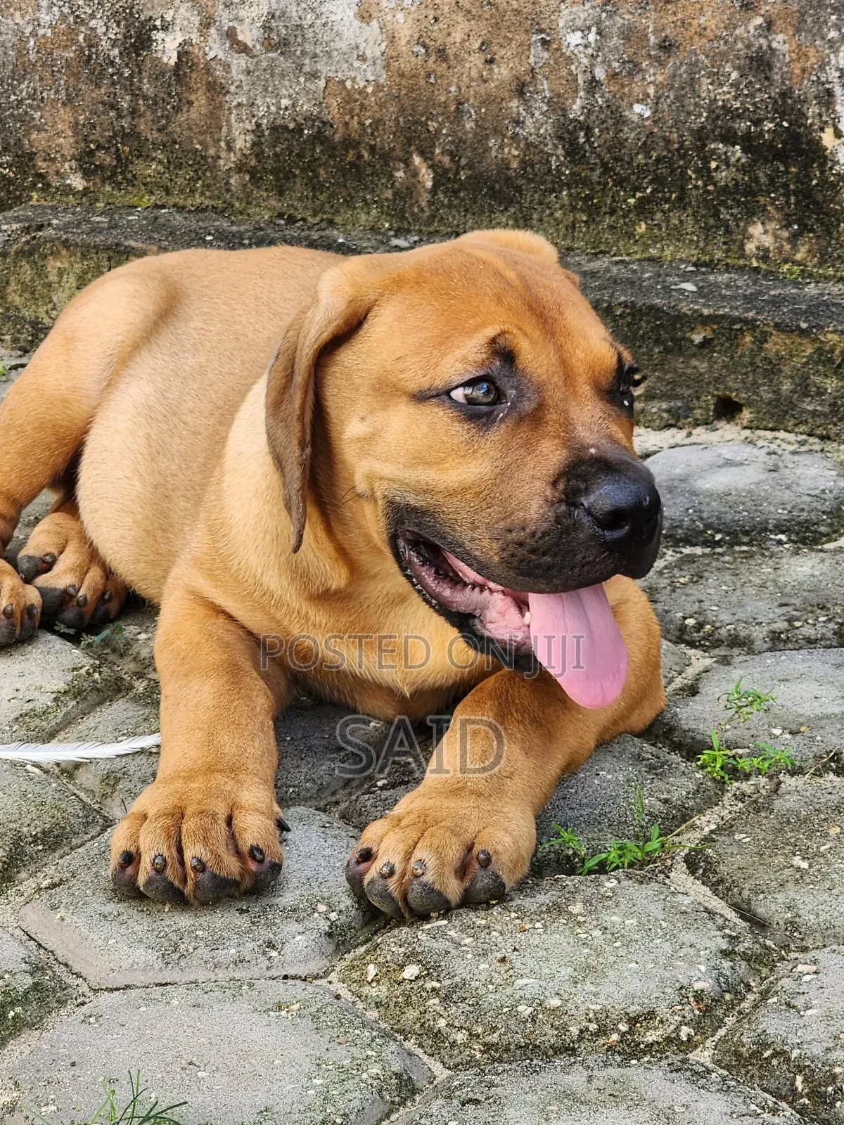 1-3 months Male Purebred Boerboel