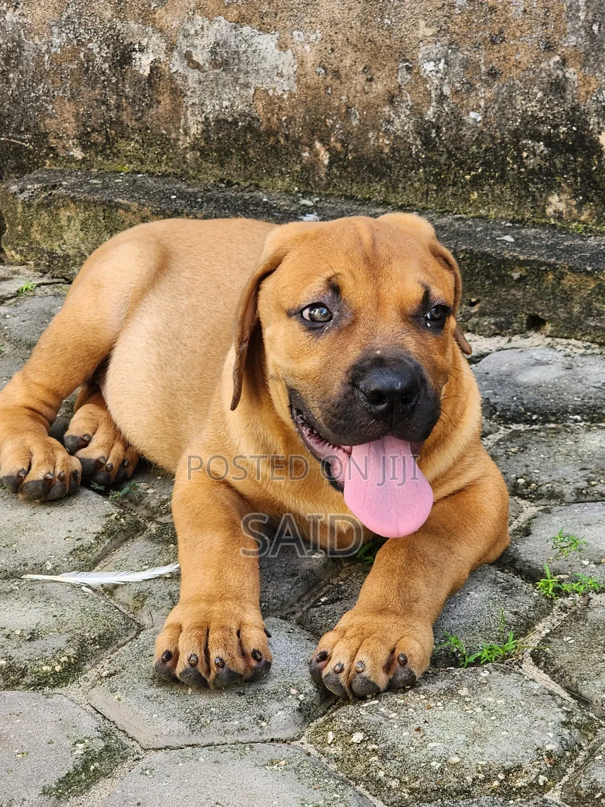 1-3 months Male Purebred Boerboel