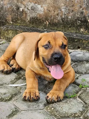 1-3 months Male Purebred Boerboel
