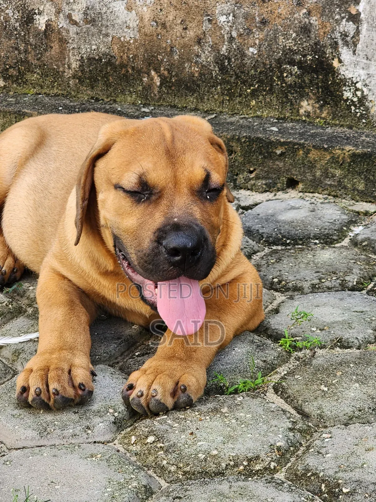 1-3 months Male Purebred Boerboel