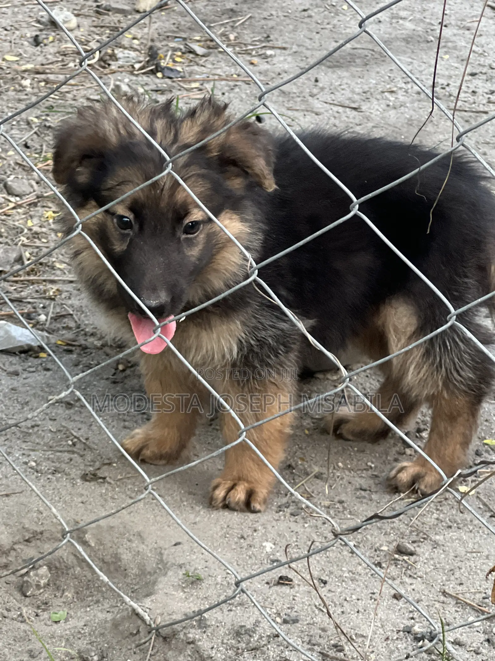 1-3 months Male Purebred German Shepherd