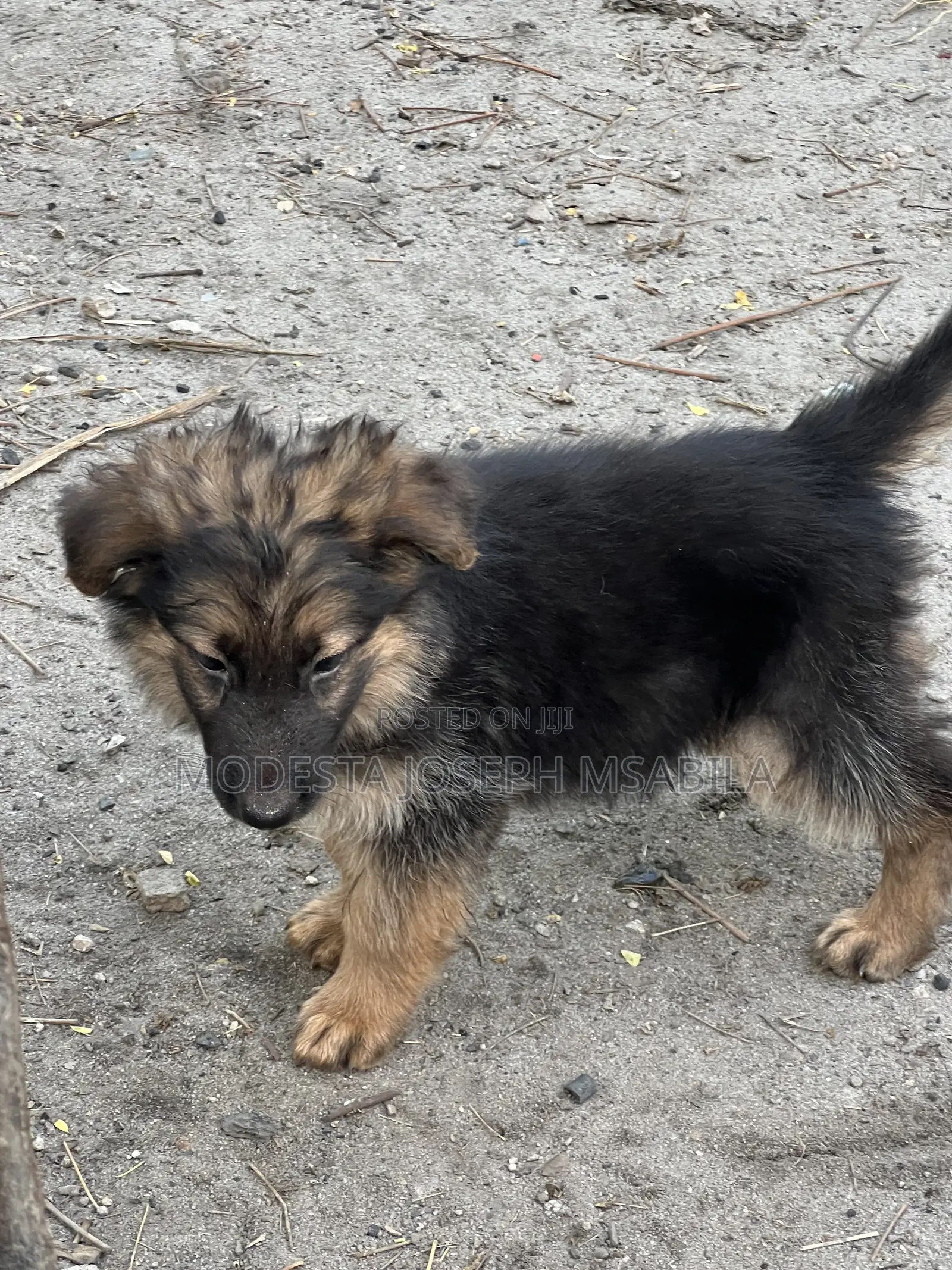 1-3 months Male Purebred German Shepherd