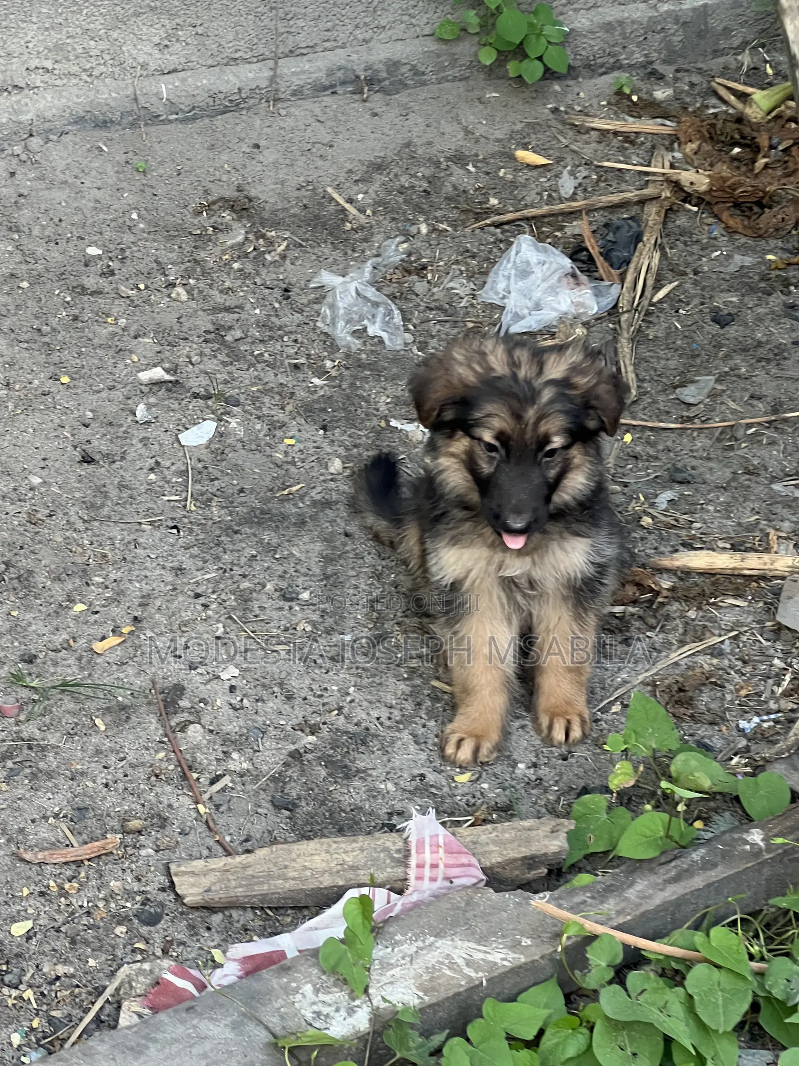 1-3 months Male Purebred German Shepherd