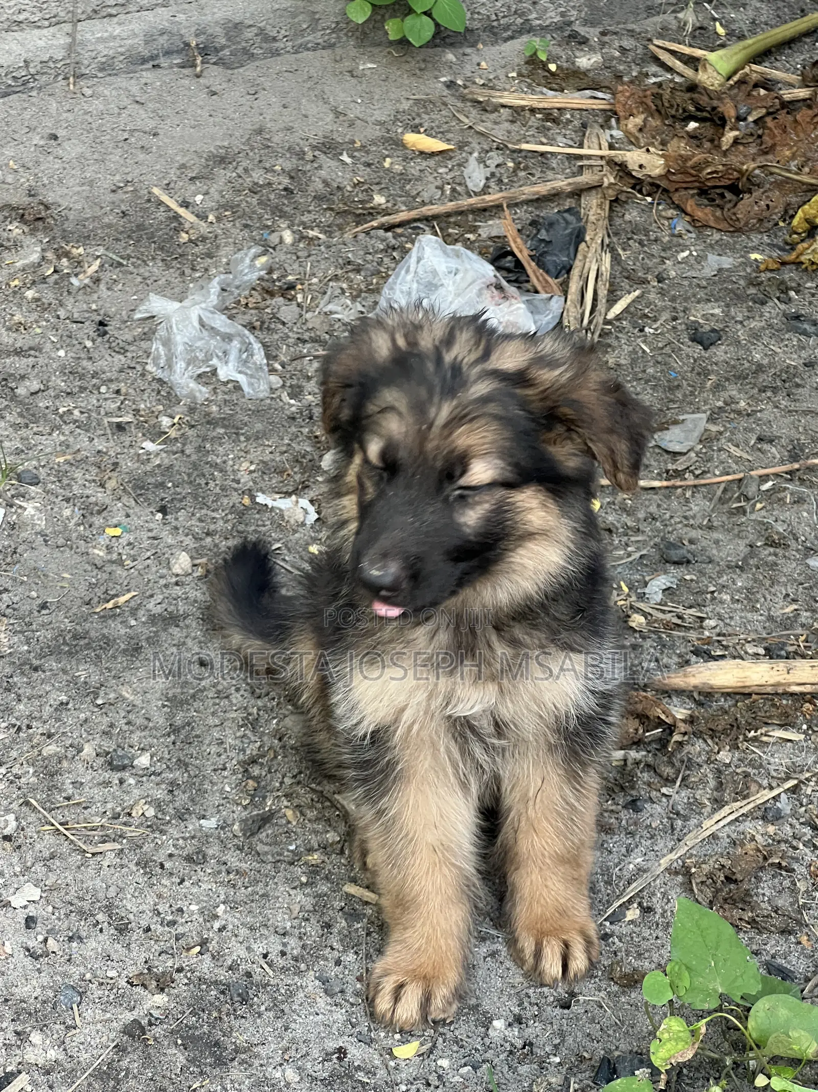 1-3 months Male Purebred German Shepherd