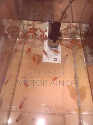 Samaki Wa Mapambo