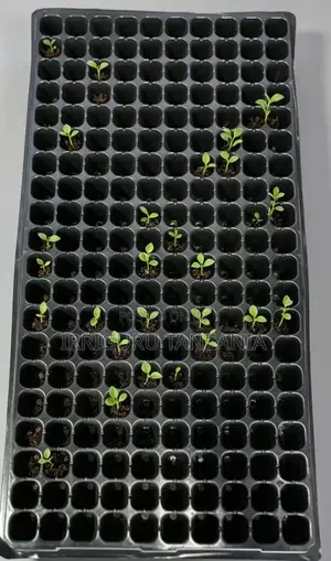 Planting Trays